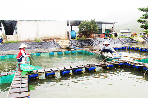 Kiểm tra kích cỡ cá giống tại cơ sở sản xuất của Doanh nghiệp tư nhân Phượng Hải Nha Trang. 