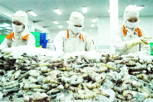 Phát triển ngành tôm