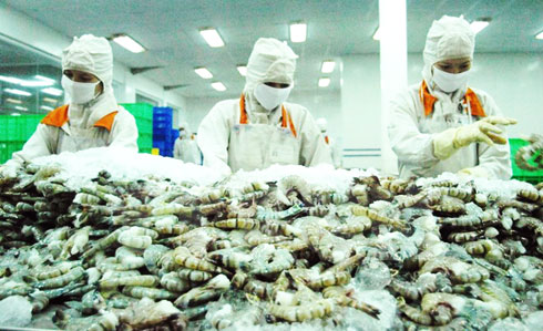 Kim ngạch xuất khẩu tôm tăng 22%