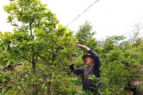 Phập phồng với mai Tết
