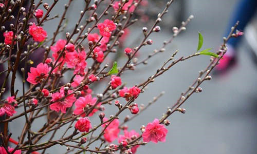 Tháng Chạp của mẹ tôi