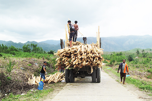 Bốc xếp, chuẩn bị vận chuyển keo tới nhà máy.