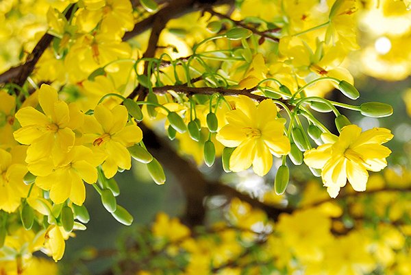 Thư mời cộng tác  báo Xuân Canh Tý 2020