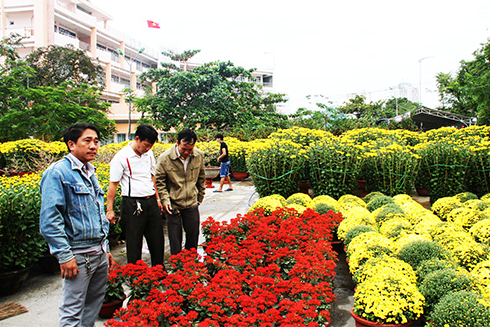 Hoa xuân về phố