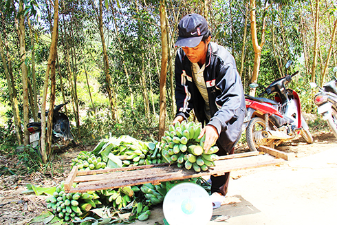 Banana price for Tet rising sharply