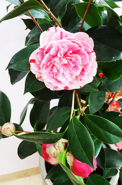 Hoa cỏ vườn nhà