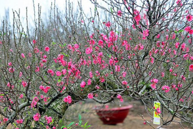 Hãy "chơi Tết" thay vì "ăn Tết"