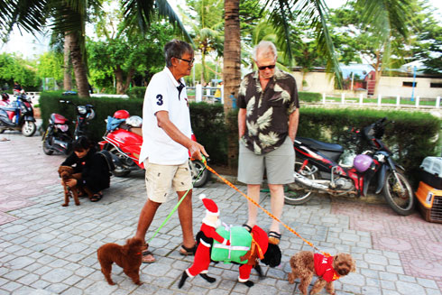 Những con chó cảnh được mặc quần áo, phụ kiện làm đẹp đi dạo công viên.