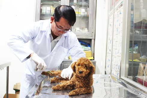 Một chú chó cảnh đang được  chăm sóc sức khỏe tại Phòng Khám thú y  (Chi cục Chăn nuôi và Thú y).