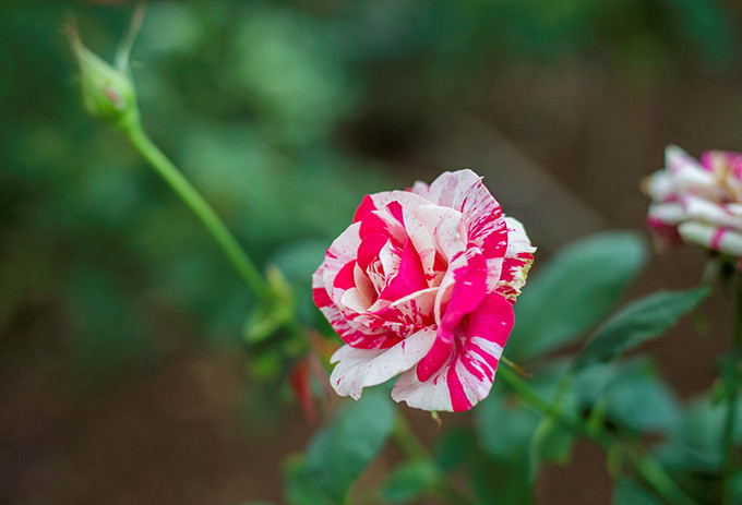 Các giống hồng nhiều màu tại vườn hồng Đồi Vạn Hoa đã vẽ nên bức tranh muôn hoa khoe sắc hiếm có giữa vịnh biển xanh 