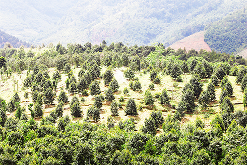 &quot;Xông đất&quot; tỷ phú ở Sơn Bình