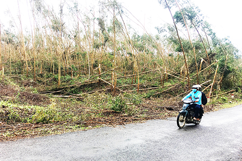 Tập trung phòng, chống cháy rừng