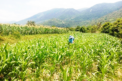 Trồng bắp lai ở xã Xuân Sơn.