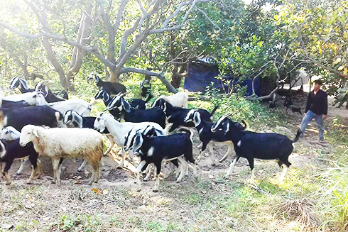 Chăn nuôi dê tại Hợp tác xã Nuôi dê Cam Phước Đông.