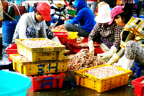 Ngư dân Vĩnh Lương trúng mùa tôm biển