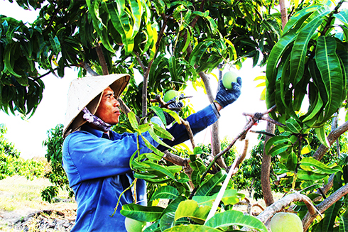 Bất an vì thuốc xử lý xoài trái vụ