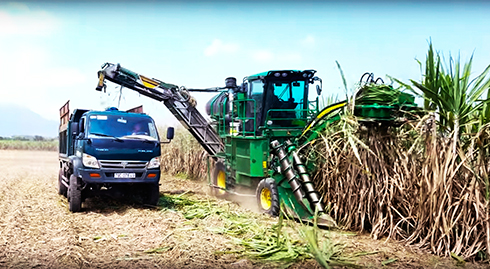 Khởi động chuỗi liên kết cây mía đường