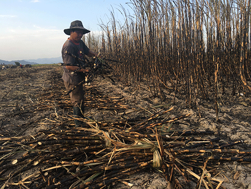 Hơn 4ha mía ở xã Cam An Nam bị cháy