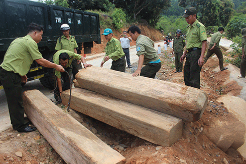 Lực lượng kiểm lâm đưa số lâm sản cất giấu trái phép về để tiếp tục xử lý