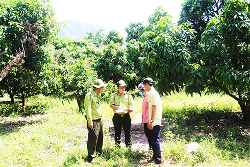 Cam Lâm: Hơn 610ha rừng có nguy cơ cháy cao