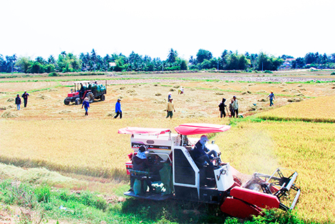 Harvesting rice in Van Binh Commune, Van Ninh District