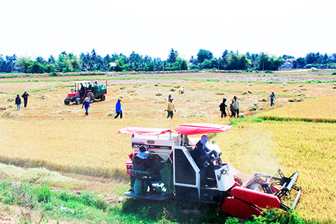 Van Ninh District has bumper winter – spring crop