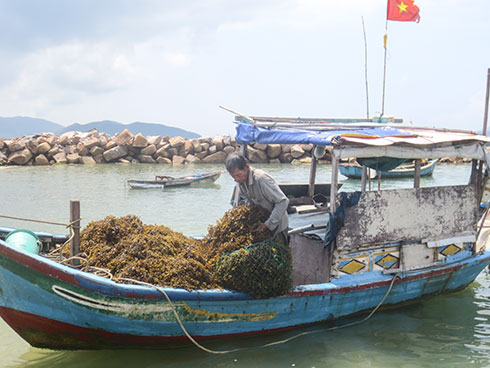 Nha Trang: Tìm giải pháp cho rong mơ