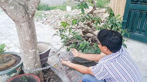 Tái phát tình trạng trộm cắp cây cảnh