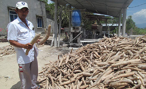 Việc thu mua mì chế biến bột hiện nay rất hạn chế.