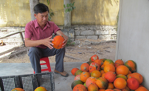 Trồng gấc cho lợi nhuận cao.