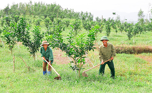 Nhiều hộ dân tộc Tày ở xã Khánh Trung, Khánh Vĩnh thoát nghèo nhờ phát triển kinh tế vườn. 