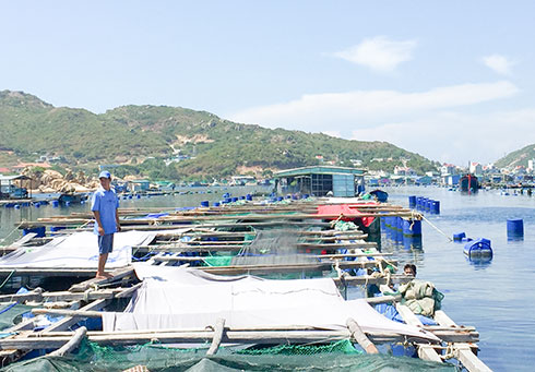 Aquaculture in Binh Ba, Cam Binh Commune, Cam Ranh City