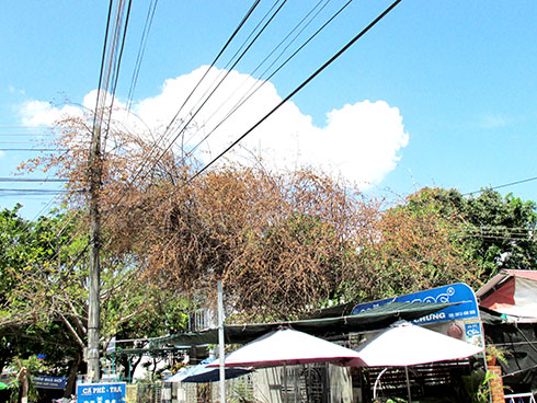 Lùm cây khô bao phủ dây điện