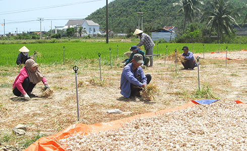 Mùa tỏi đạt năng suất cao