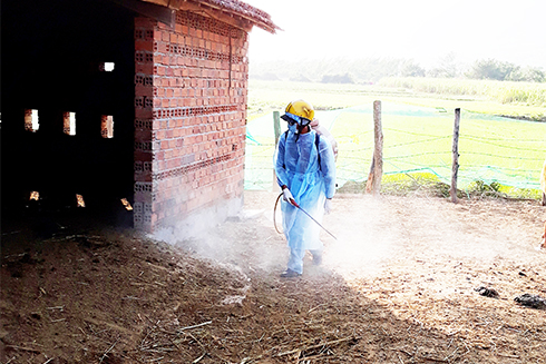 Phun hóa chất phòng, chống dịch bệnh cho đàn gia súc, gia cầm tại Vạn Ninh.