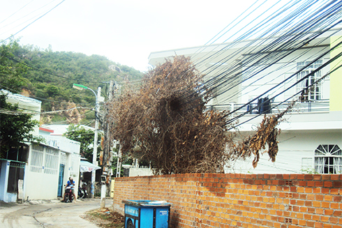 Cây khô trên dây điện, cáp viễn thông