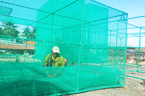 Khan hiếm giống tôm hùm xanh