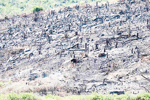 Mảng đồi bị chặt, đốt trụi cây cối trên Hòn Trì.