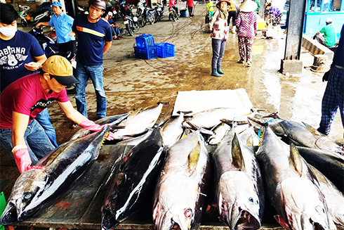 Tìm giải pháp phát triển nghề cá