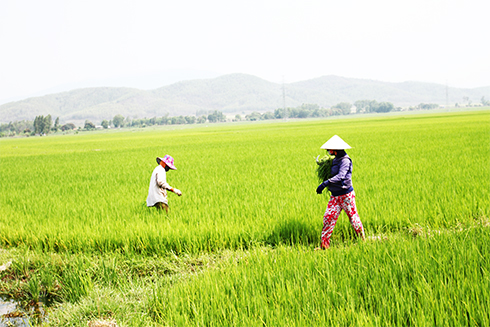 Ninh Hòa: Chủ động phòng bệnh cho cây lúa