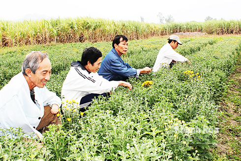 Các hội viên Hội Người khuyết tật huyện Cam Lâm chăm sóc hoa cúc.