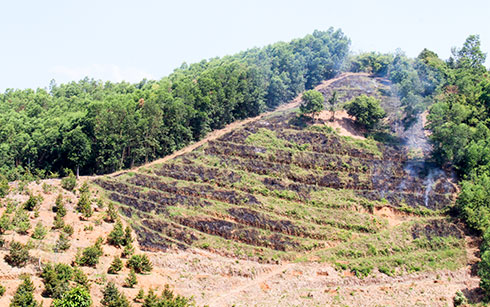 Một diện tích đất trồng keo đang được người dân xã Sơn Bình đốt dọn, chuẩn bị xuống giống sầu riêng.