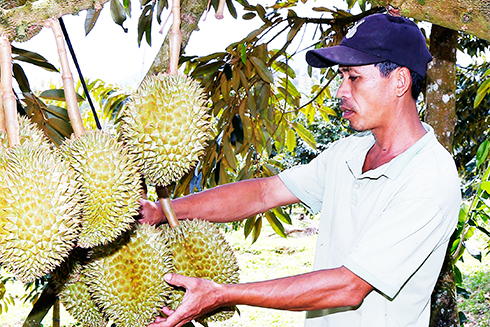 Hỗ trợ liên kết chuỗi: Cú hích cho các hợp tác xã