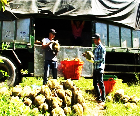 Nông dân thu nhập cao từ sầu riêng trái vụ