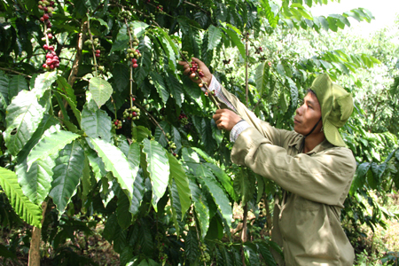 Nghiệm thu quy trình thâm canh cà phê kết hợp tưới tiết kiệm