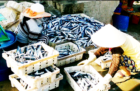 Ngư dân trúng cá chuồn đầu vụ