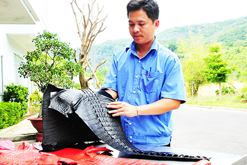 Kỹ thuật viên Công ty Kinh doanh Đà điểu - Cá sấu Khatoco chia sẻ về cách nhận biết da cá sấu thật.