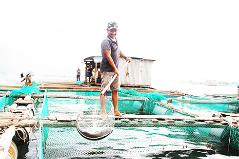 Cam Ranh: Sẽ di dời vùng nuôi thủy sản