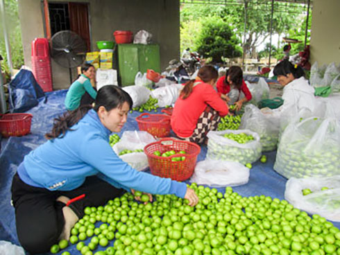 Người dân thu hoạch táo.
