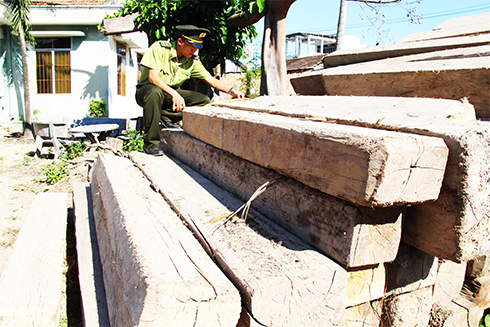 Phần lớn lâm sản khai thác, vận chuyển trái phép bị phát hiện tại Ninh Hòa có nguồn gốc từ vùng rừng giáp ranh.